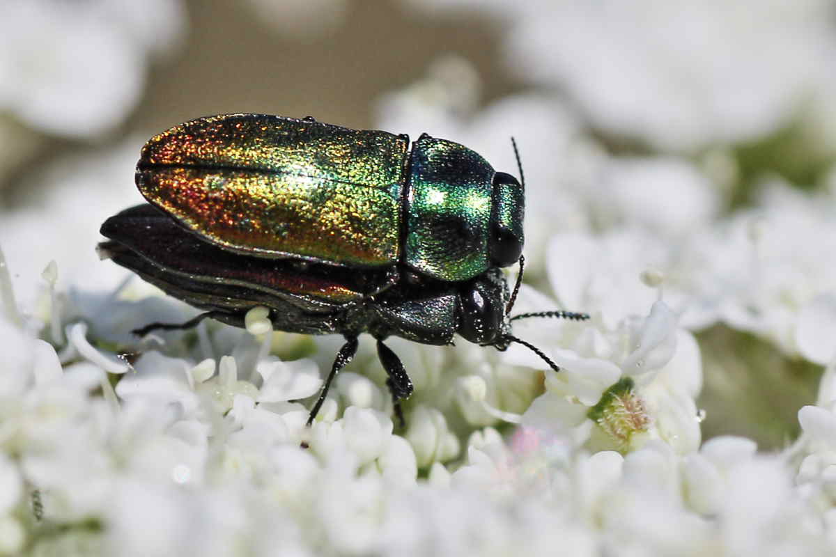 Buprestidi del Conero da identificare: A. thalassophila?